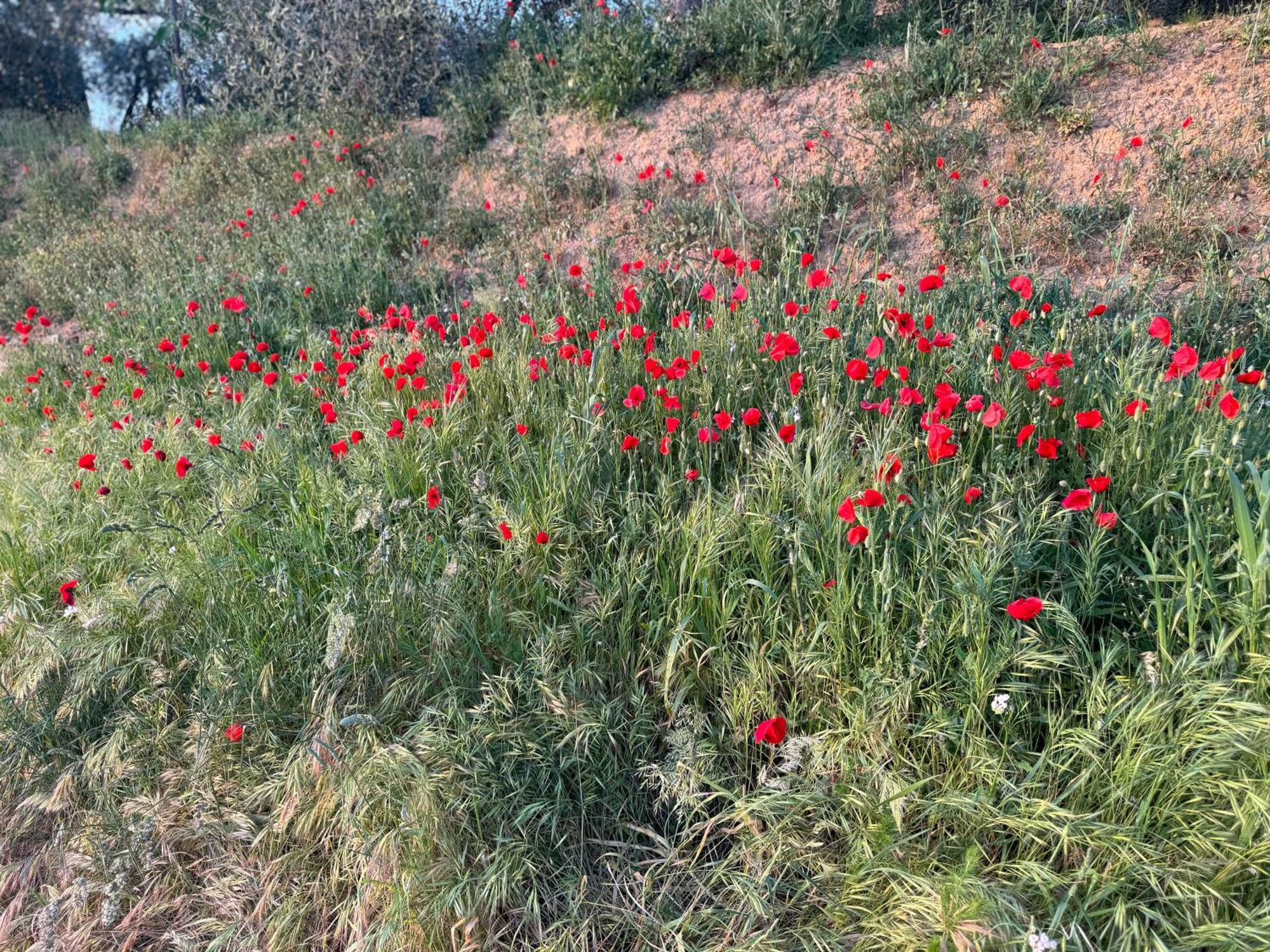 Antico Borgo Apartment San Quirico dʼOrcia Екстериор снимка